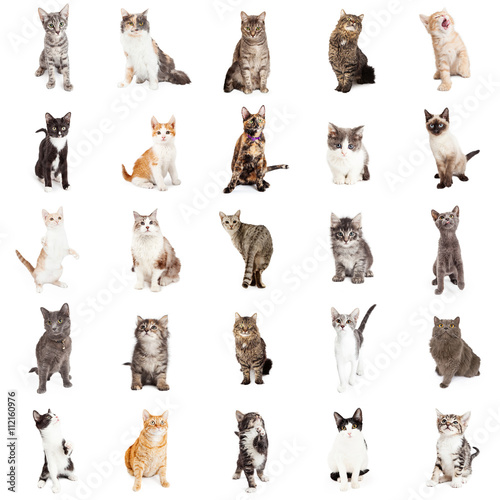 Fototapeta Naklejka Na Ścianę i Meble -  Large Collection of Cats and Kittens