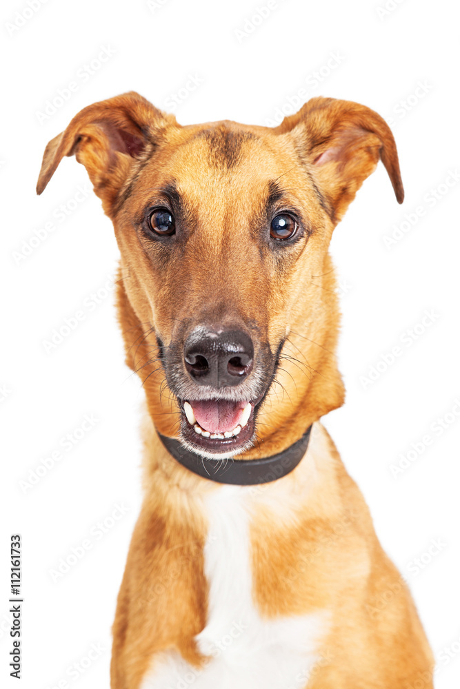 Portrait Happy Smiling Whippet Crossbreed Dog Portrait Happy Smiling Whippet Crossbreed Dog