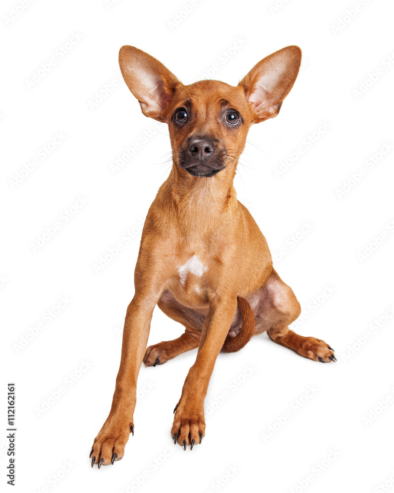 Small Breed Dog Sitting Over White Looking Small Breed Dog Sitting Over White Looking