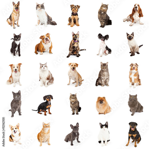 Repeating Pattern of Cats and Dogs