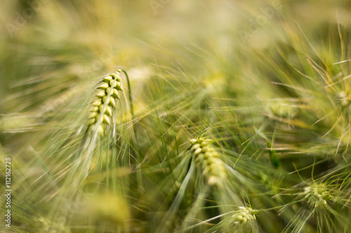 Green barley