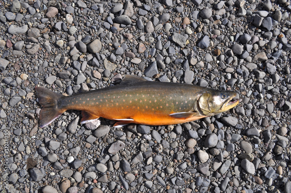 Obraz premium Arctic char river pebbles.