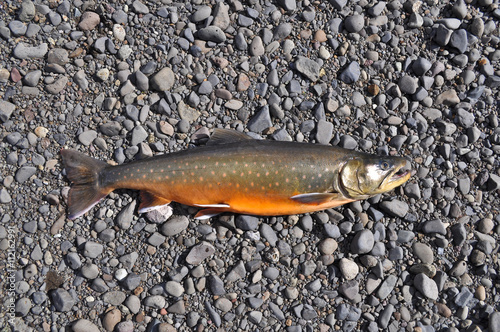 Arctic char river pebbles. photo