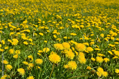 Blooming yellow dandelions in the spring meadow.