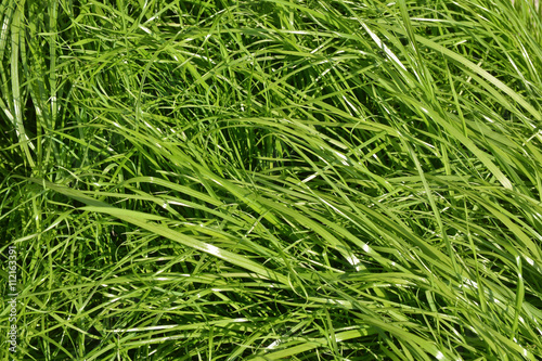 The texture of grass.