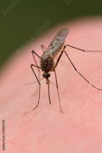 mosquito