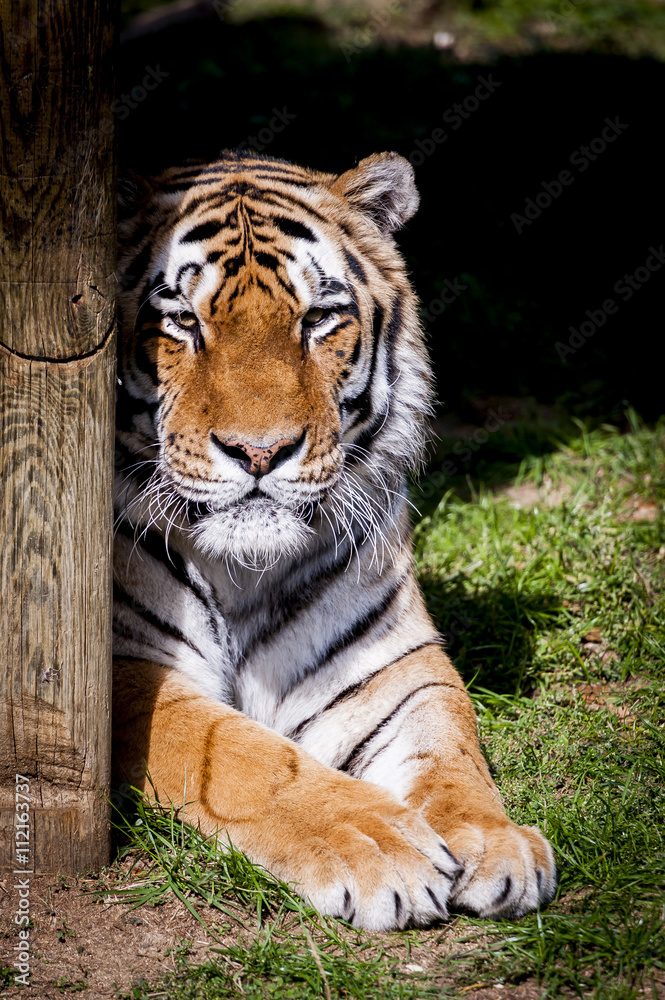 Obraz premium Tigre
