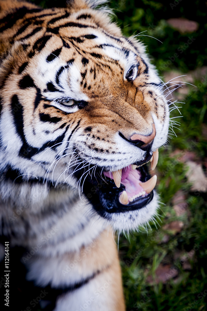 Obraz premium Tigre qui rugit