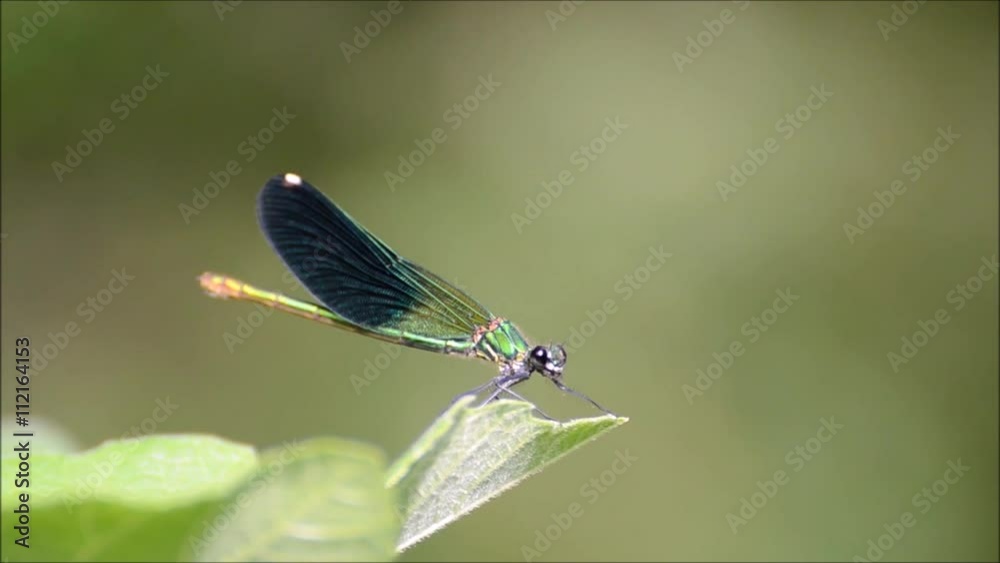 Dragonfly landing and flying from the green leaf. Dragonfly standing on green leaf. Dragonfly landing and flying from the green leaf. Dragonfly standing on green leaf.