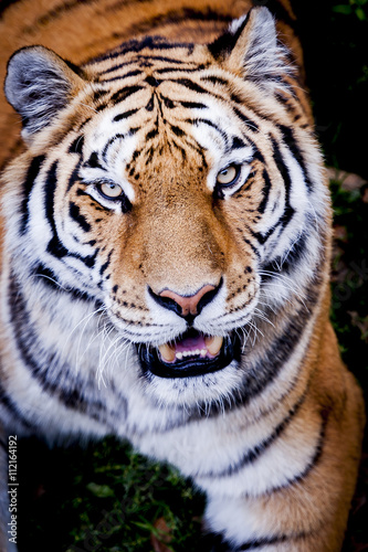 Tigre