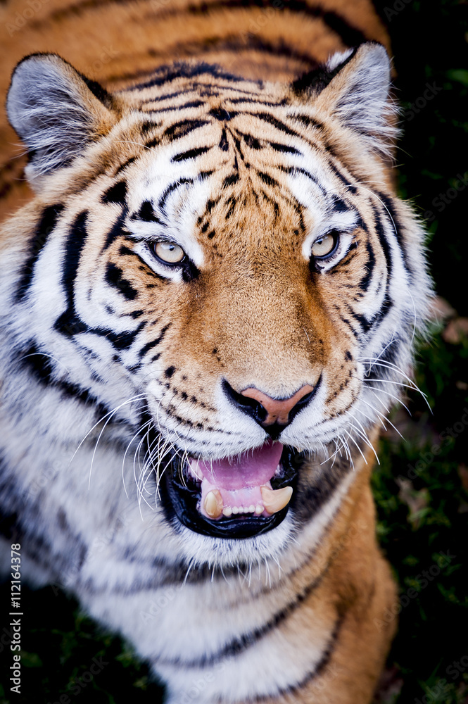 Fototapeta premium Tigre