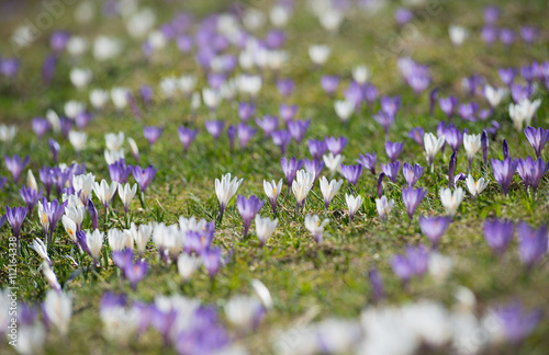 Frühlingskrokuswiese lila und weiß