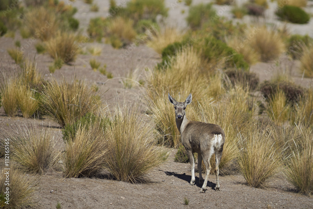 Fototapeta premium Female North Andean Deer (Hippocamelus antisensis) on the altiplano in Lauca National Park, northern Chile.