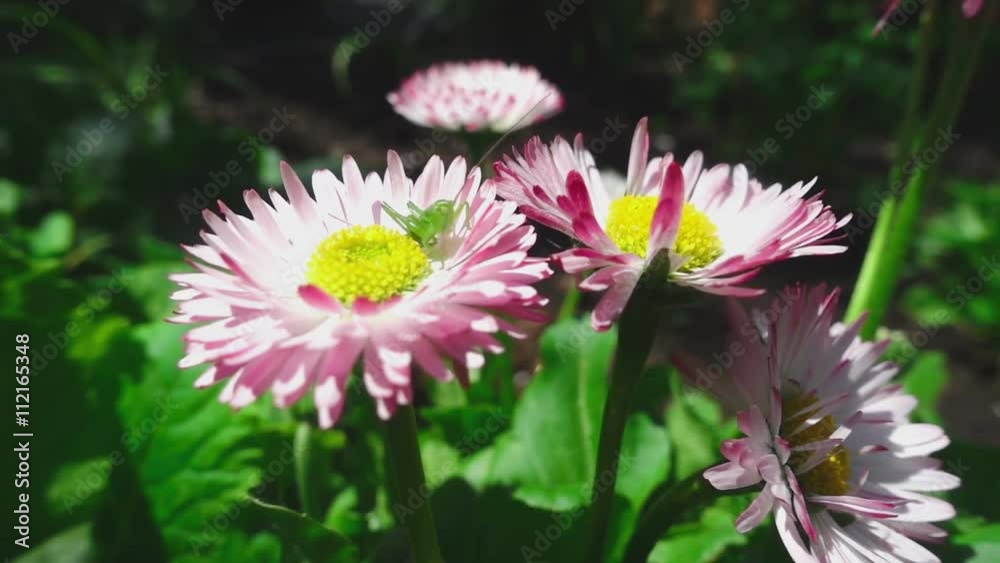 Green grasshopper on a daisy flower Green grasshopper on a daisy flower