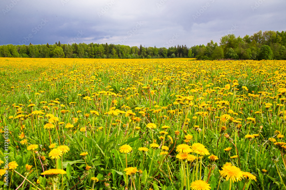 The field with yellow dandelions after a thunder-storm