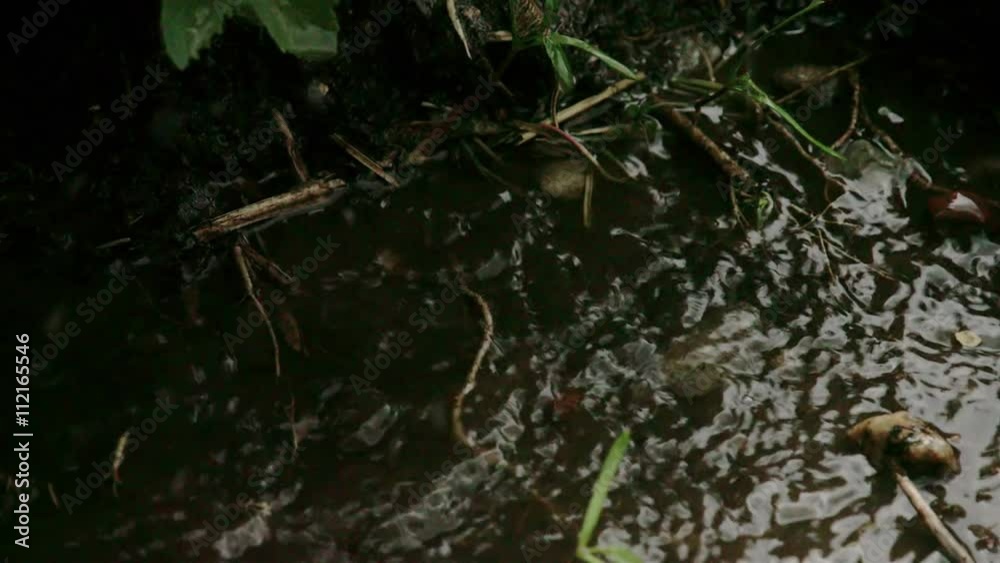 Some water on the ground from the rain during a rainy season in the forest Some water on the ground from the rain during a rainy season in the forest