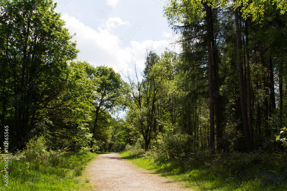 Countryside walk with path winding through trees Countryside walk with path winding through trees