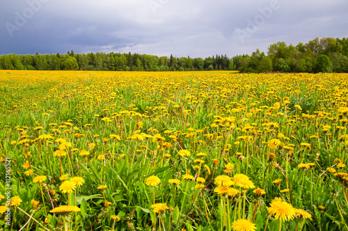 The field with yellow dandelions after a thunder-storm