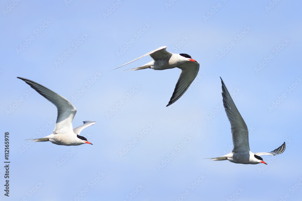Obraz premium birds white seagulls in flight on a blue sky background