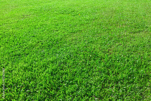 Grass background