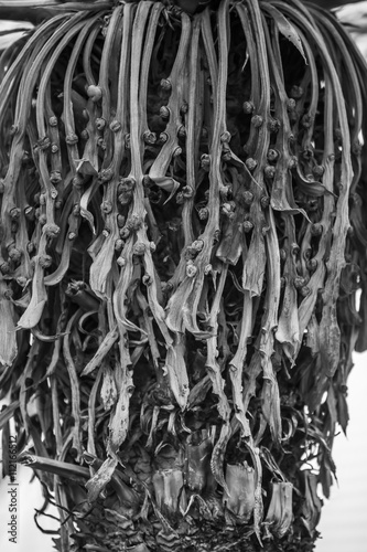 Cycas rumphii, plant in a park in Barcelona. photo