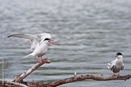 funny white Seagull flapping his wings and screaming sitting on a branch in t...