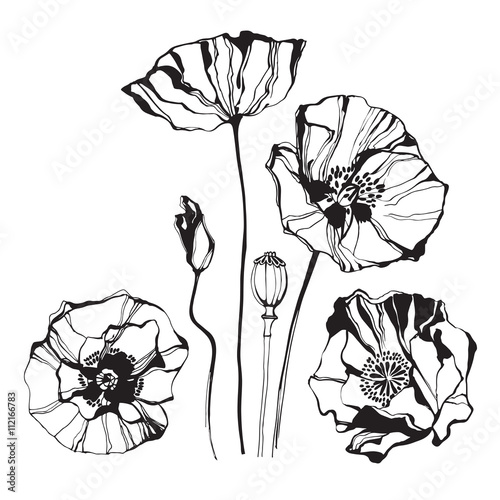 Poppy, isolated elements for design on a white background. 
Vector illustration.