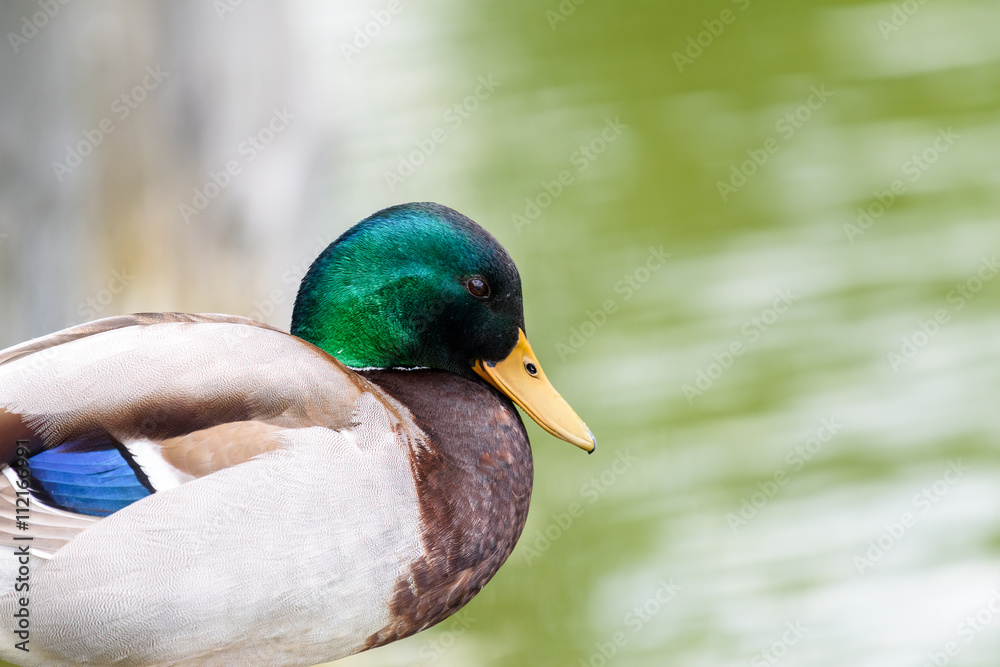 Obraz premium Wild Duck Portrait Close Up