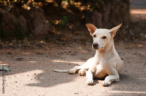 Indian dog