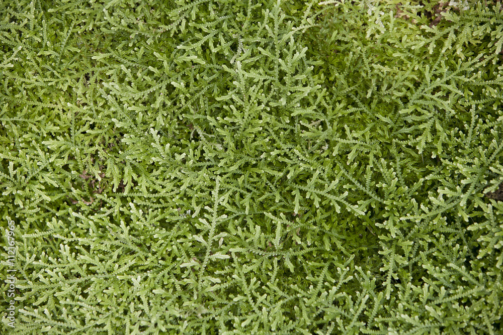 Selaginella serpens. plant in a park in Barcelona. Selaginella serpens. plant in a park in Barcelona.