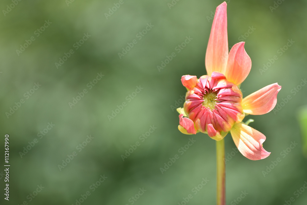 Flower with only few red to pink petals on blurred green background.