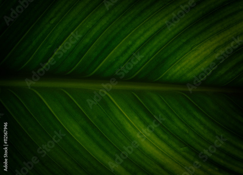 close up of green leaf with drops of water
