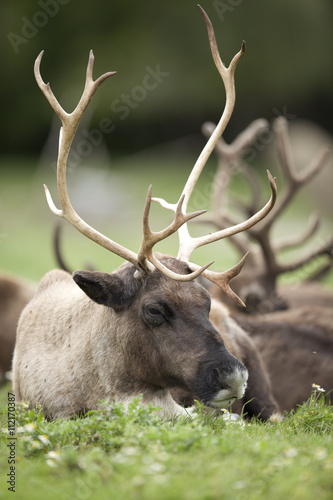 distinct antlers