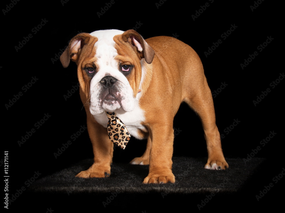 Chiot Bulldog anglais en studio sur fond noir Stock Photo | Adobe Stock