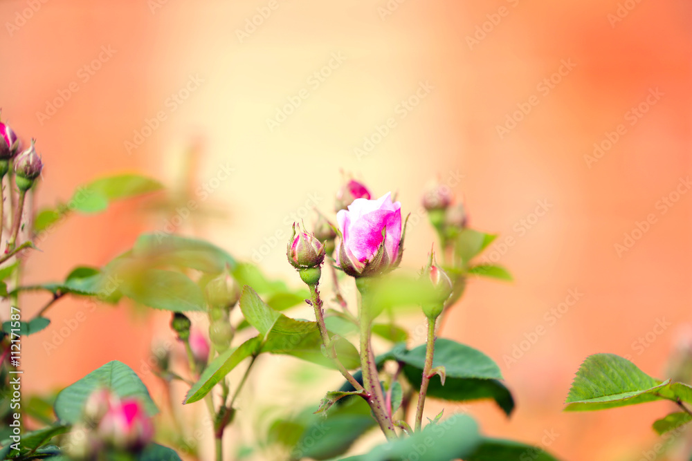 Obraz premium Blooming roses and buds on a bush in the garden