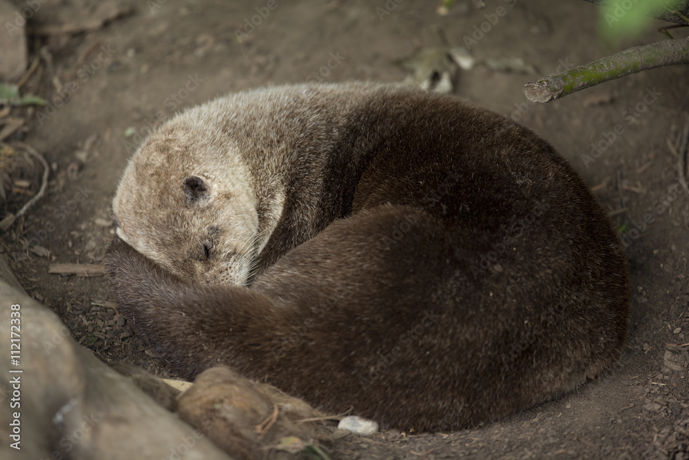 Obraz premium furry creature playing dead