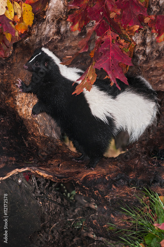 Striped Skunk (Mephitis mephitis) Leans On Log