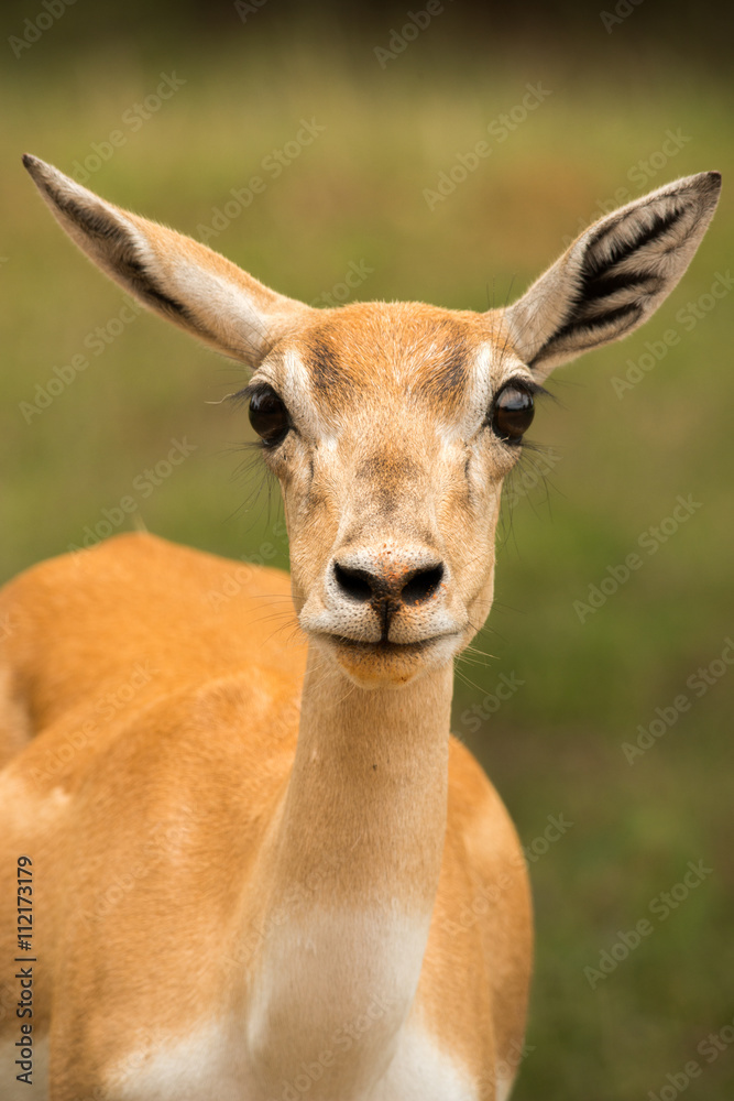 Deer Deer