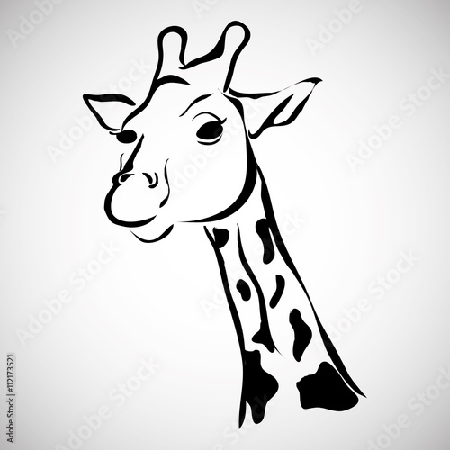 Animal design. giraffe icon. Isolated illustration   vector