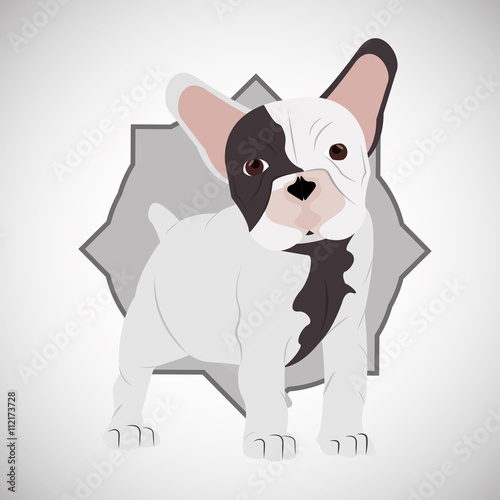 Animal design. french bull dog icon. Isolated illustration , vector