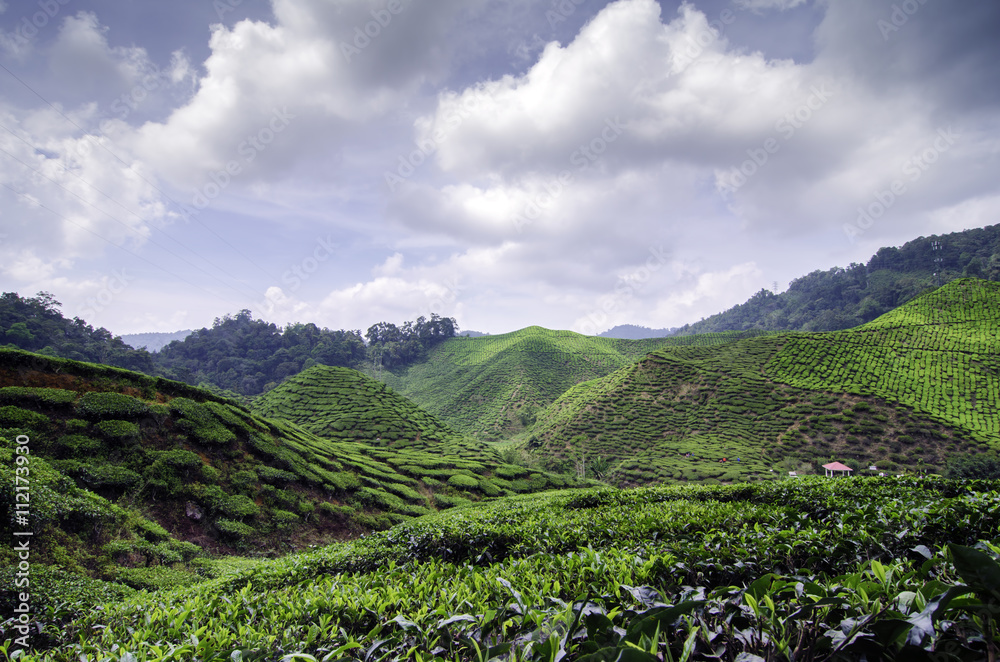 beautiful nature, green tea plantation landscape at sunny day,Image taken at cameron highland,malaysia.