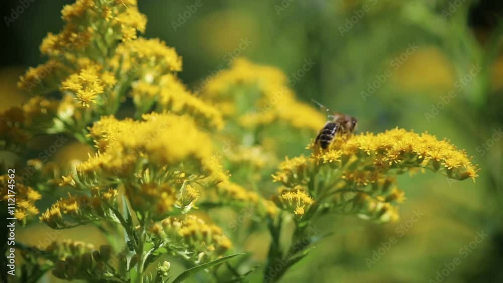 Bee on the flower. Bee on the flower.