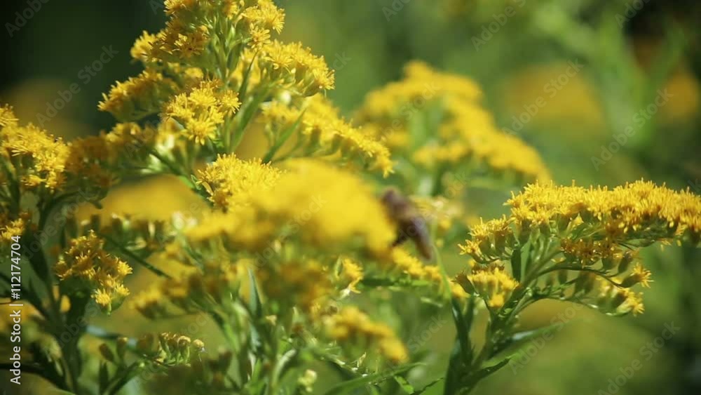 Bee on the flower. Bee on the flower.