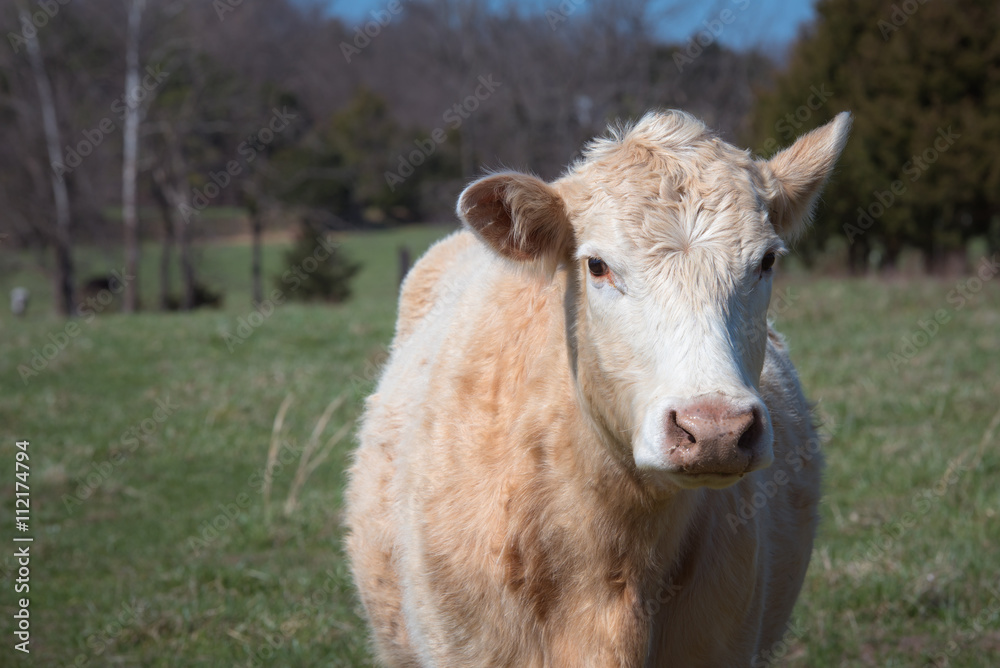 A Cow looks at camera with one ear turned back