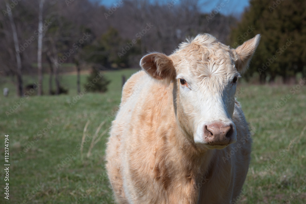 A Cow looks at camera with one ear turned back A Cow looks at camera with one ear turned back