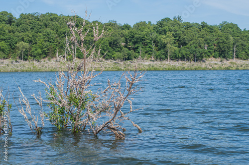 Zebra mussels, an invasive species clustered on a tree that is flooded. photo