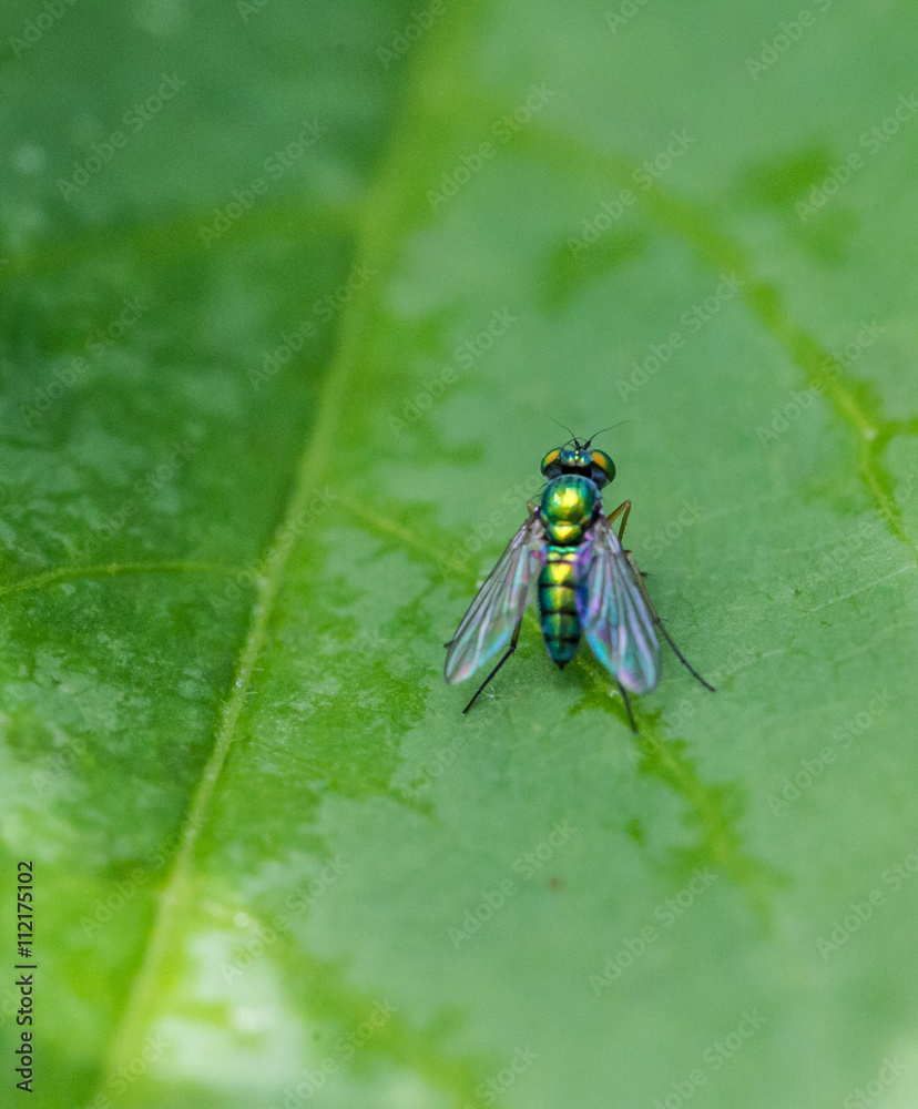 fly fly