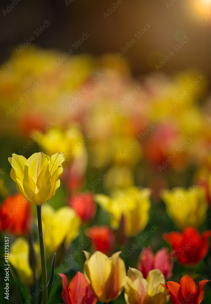 Obraz premium flowers