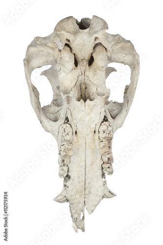 animal skull on white