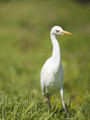 intermediate egret